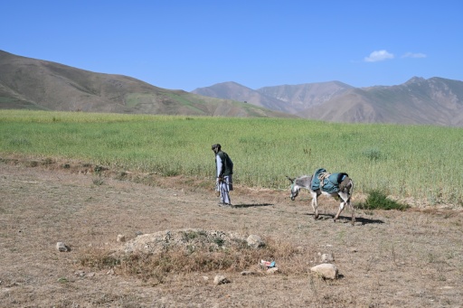 Muhammad Amin marche avec son âne dans la zone de Shiwa, en Afghanistan, le 28 juillet 2026 — Wakil KOHSAR / AFP