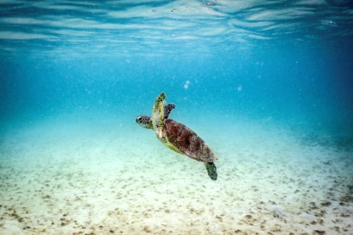 La Gran Barrera de Coral se extiende a lo largo de la costa del estado de Queensland y es uno de los principales atractivos turísticos de Australia — DAVID GRAY / AFP
