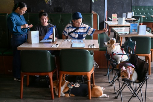 Hong Kong permite por primera vez en décadas la entrada de perros a restaurantes