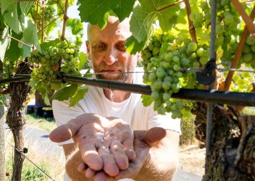 Le vigneron Florian Weingart utilise un système d'irrigation qui laisse l'eau s'écouler goutte à goutte au pied des ceps à Spay, dans l'ouest de l'Allemagne, le 14 août 2026 — Torsten Silz / AFP