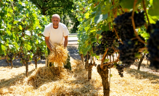 Le vigneron Florian Weingart éparpille de la paille sur le sol pour garder l’humidité dans la terre dans son vignoble de Spay, dans l'ouest de l'Allemagne, le 14 août 2026 — Torsten Silz / AFP