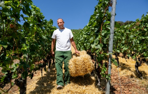 Le vigneron Florian Weingart transporte une botte de paille pour l'éparpiller sur le sol afin de garder l’humidité dans la terre dans son vignoble de Spay, dans l'ouest de l'Allemagne, le 14 août 2026 — Torsten Silz / AFP
