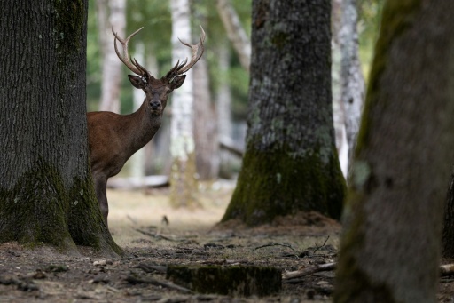 - Cerf -