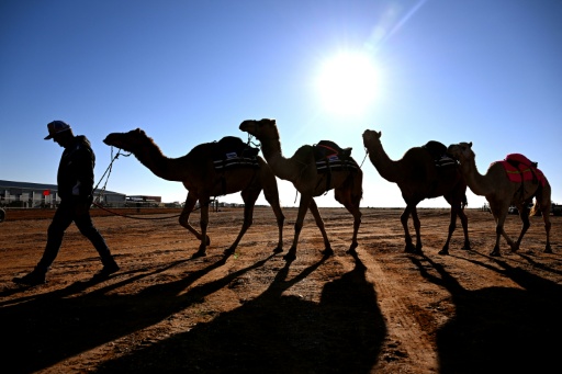 Camels find unlikely home in outback Australia