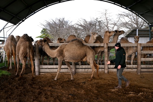 Camel milk sellers say it has a multitude of health benefits, especially for those with allergies — William WEST / AFP