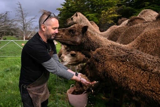 Humpalicious farm's camels are fed grain left over from the brewing process, and their dung is then used to smoke the malt for the beer — William WEST / AFP