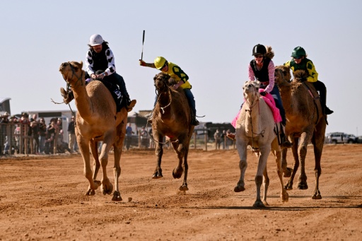 In the remote town of Maree, roughly 600 kilometres (370 miles) north of Adelaide, the camels transform from beasts of burden to powerful racers — William WEST / AFP