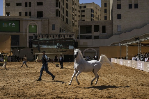"Dans nos veines": la passion palestinienne pour le cheval brave les obstacles
