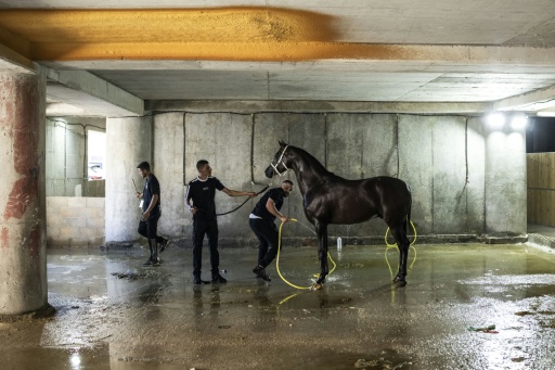 Des soigneurs palestiniens douchent un cheval dans un parking pendant le concours de beauté du cheval arabe de Rawabi, en Cisjordanie occupée, le 27 juin 2026 — John WESSELS / AFP