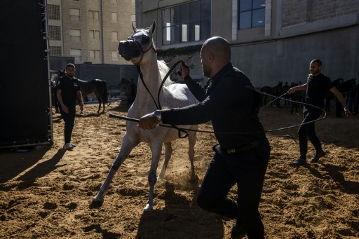 Un cheval de race arabe présenté lors d'un concours de beauté équine à Rawabi, en Cisjordanie occupée, le 27 juin 2026 — John WESSELS / AFP