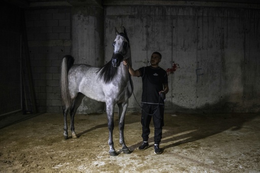 Un Palestien attend de présenter son cheval arabe au concours de beauté de Rawabi, le 27 juin 2026 en Cisjordanie occupée — John WESSELS / AFP