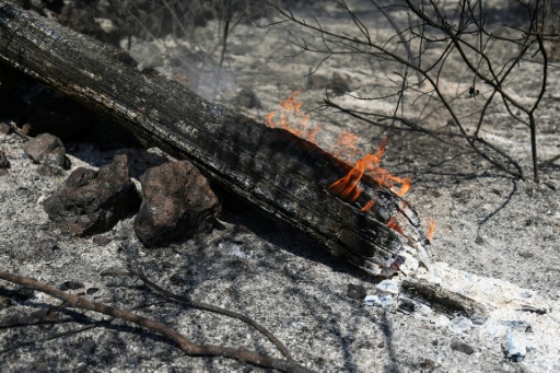 Mégafeu en Gironde: extinction, reconstruction, replantation... Le chantier de l'après