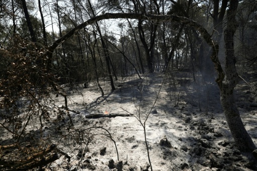 Végétation calcinée après un incendie sur la commune varoise de Montfort-sur-Argens, le 1er août 2026 — Clement MAHOUDEAU / AFP