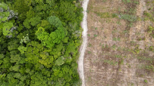 Desmatamento na Amazônia registra novo recorde de baixa