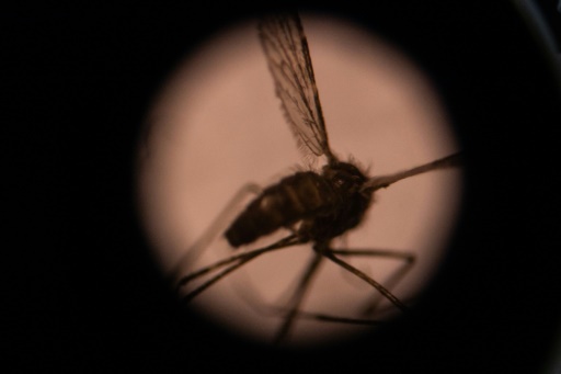 RKI: Vier Beschäftigte an Frankfurter Flughafen an Malaria erkrankt