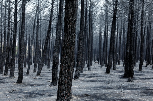 Spanien ruft wegen Waldbränden in zwei Regionen "Notstand nationaler Tragweite" aus