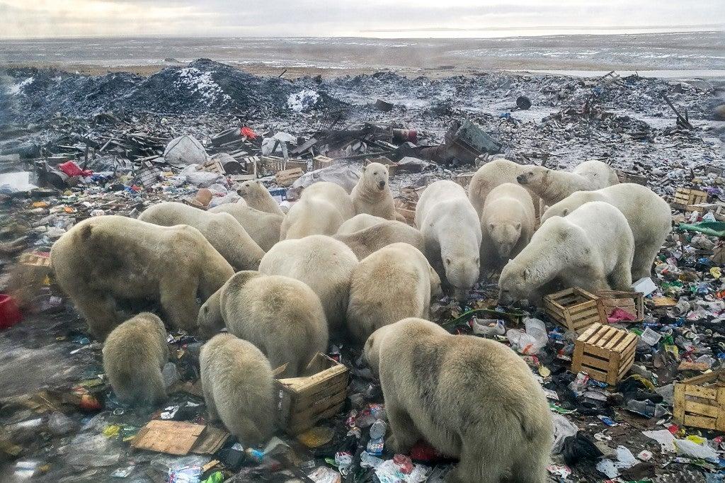 Des ours polaires s'alimentent dans une décharge d'ordures près du village de Belushya Guba, sur l'archipel de Nouvelle-Zemble en Russie. Alexander GRIR/AFP