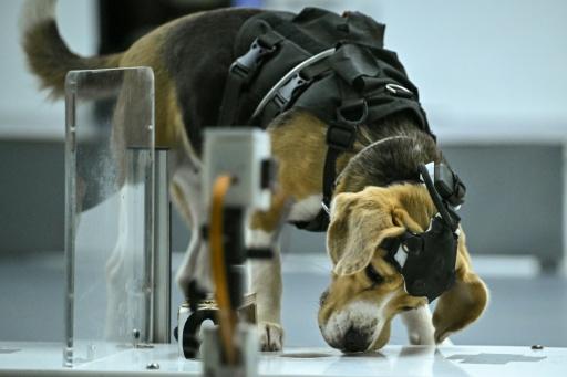 Una empresa de IA utiliza perros para detectar el cáncer