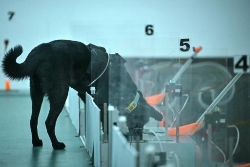 Un perro participa en una prueba de detección de cáncer en Bengalore, India, el 28 de julio de 2026 — Idrees MOHAMMED / AFP