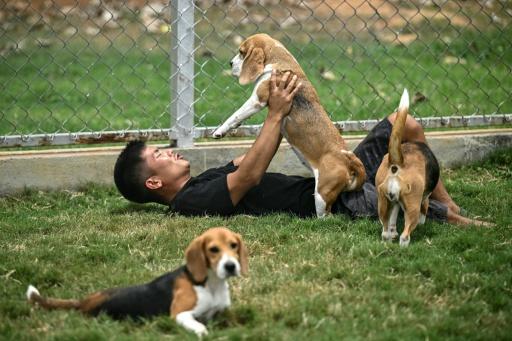 Un trabajador juega con perros utilizados en pruebas de detección de cáncer en Kempohalli, en las afueraas de Bengalore, India, el 28 de julio de 2026 — Idrees MOHAMMED / AFP