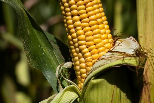 Extremsommer lässt in Frankreich heftige Ernteeinbußen befürchten