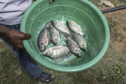 Just add fish: Scientists pursue more rice, less disease in Senegal paddies