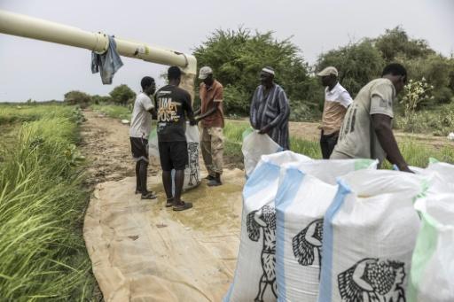 Moussa Ndiaye (C, in grey) and workers filled bags with rice harvested from his paddy on the outskirts of Lampsar, Senegal — PATRICK MEINHARDT / AFP