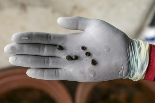 Freshwater snails are common in northern Senegal's rice paddies and cause the disease schistosomiasis when they release parasites — PATRICK MEINHARDT / AFP