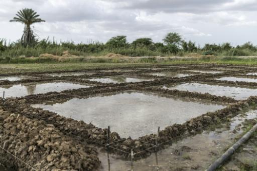 AfricaRice, a centre near Saint-Louis, will also do studies using fish in research paddies, with the aim of scaling up the process — PATRICK MEINHARDT / AFP