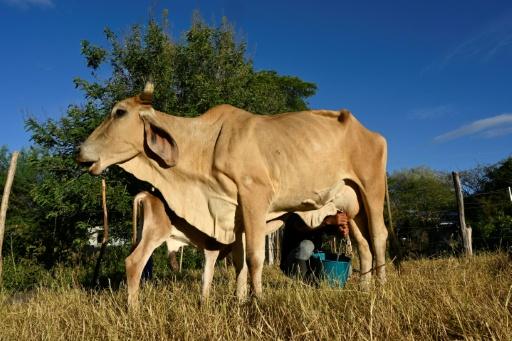 Champs desséchés, vaches rachitiques : l'Amérique centrale ravagée par El Niño