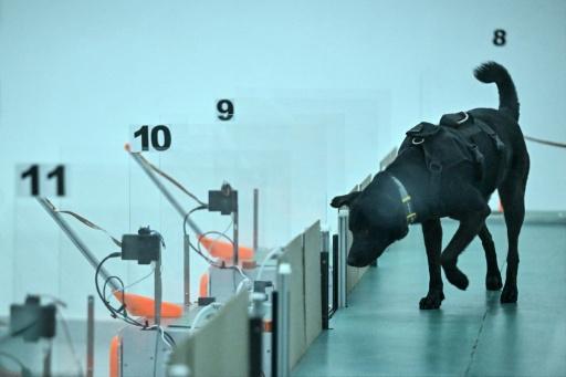 Un chien participe à un test de détection du cancer au laboratoire du centre Dognosis, le 28 juillet 2026 à Kempohalli, en périphérie de Bangalore, en Inde — Idrees MOHAMMED / AFP
