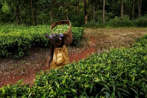 Agriculture employs over 80 percent of the population with tea and tobacco major exports — GIANLUIGI GUERCIA / AFP