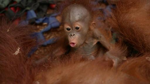 Indonésie : six orangs-outans secourus au milieu des incendies en une semaine