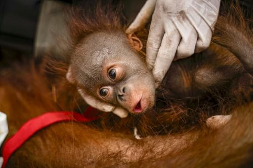 Photo diffusée le 10 septembre 2026 par le ministère indonésien des Forêts et la fondation de réhabilitation de la faune (YIARI) montrant une opération de sauvetage d'orangs-outans à Pemangkat, le 10 septembre 2026 en Indonésie — Muffidz Ma'sum / AFP