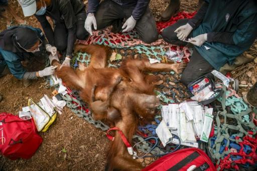 Photo prise le 8 septembre 2026 et pdiffusée le 10 septembre 2026 par le ministère indonésien des Forêts et la fondation de réhabilitation de la faune (YIARI) montrant une opération de sauvetage d'orangs-outans pris dans des incendies de forêt à Pemangkat, dans la province du Kalimantan occidental, en Indonésie — Muffidz Ma'sum / AFP