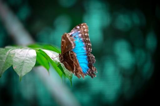 Un papillon morpho se pose sur une feuille dans la serre à papillons de l'Institut Smithsonian de Recherches Tropicales (STRI, selon le sigle en anglais), à Panama, le 25 août 2026 — Martin BERNETTI / AFP