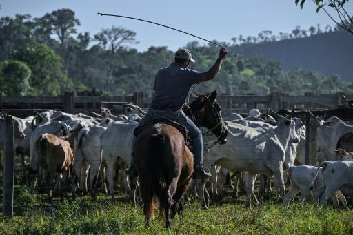 The picanha is a relatively expensive cut in Brazil, the world's biggest beef exporter, where weekends are often spent barbecuing with family and friends — Nelson ALMEIDA / AFP