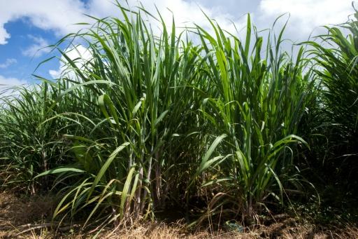 Les parcelles de canne occupent près de 50% des sols agricoles — Helene Valenzuela / AFP