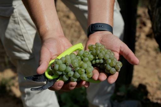The war launched by Russia, now well into its fifth year, has not spared Ukraine's wine-making industry — Tetiana DZHAFAROVA / AFP