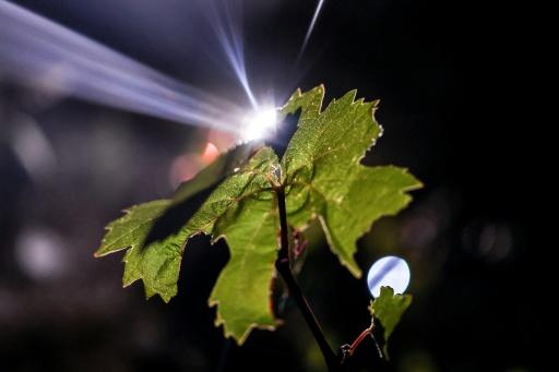 Portugal harvests grapes at night to beat the heat