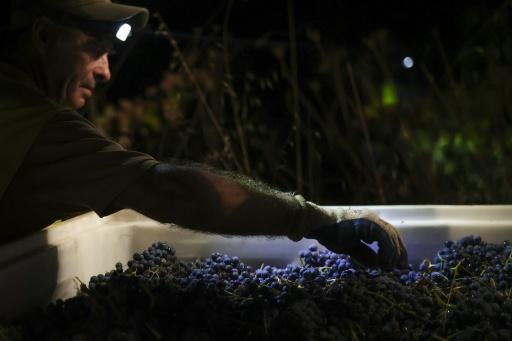 As in other European regions struck by an exceptionally warm and dry summer, the grape harvest in Alentejo started in early August -- two weeks earlier than usual — Patricia DE MELO MOREIRA / AFP