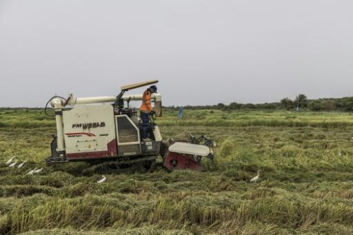 Un ouvrier procède à la récolte de grains de riz le 20 août 2026 dans une rizière à Lampsar, au Sénégal — PATRICK MEINHARDT / AFP