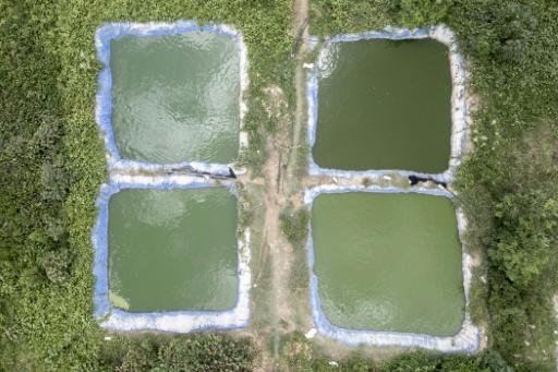 Vue aérienne le 19 août 2026 de bassins aquacoles de recherche élevant des tilapias du Nil au sein de l'université Gaston-Berger de Saint-Louis, au Sénégal — PATRICK MEINHARDT / AFP