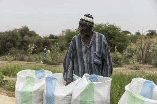 Moussa Ndiaye, riziculteur, inspecte sa récolte et ses sacs de grains de riz à Lampsar, au Sénégal, le 20 août 2026. — PATRICK MEINHARDT / AFP