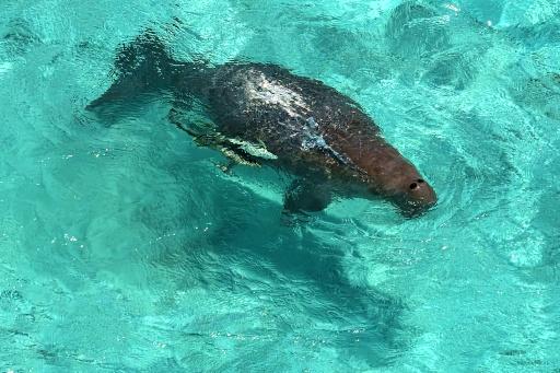 Un dugongo nada en el arrecife de Ngederrak, frente a la costa de Koror, en Palaos, donde estos mamíferos marinos se alimentan de praderas de pastos submarinos — Saeed KHAN / AFP