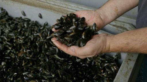 Après un été sec et brûlant, la moule française en souffrance