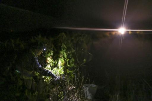 Face à la chaleur, les vendanges de nuit gagnent du terrain dans le sud du Portugal