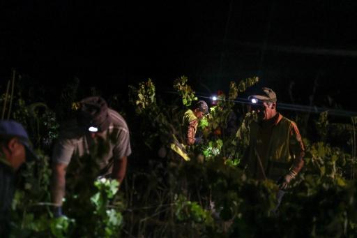 Des ouvriers agricoles du domaine viticole Herdade das Servas participent à des vendanges nocturnes à Estremoz, le 3 septembre 2026 au Portugal — Patricia DE MELO MOREIRA / AFP