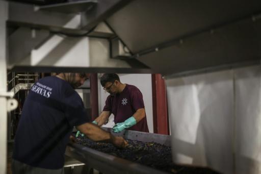 Les raisins sont traités au domaine viticole Herdade das Servas après des vendanges nocturnes à Estremoz, le 4 septembre 2026 au Portugal — Patricia DE MELO MOREIRA / AFP