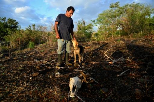 Darwin Cruz acaricia a un perro mientras observa los restos de una vaca muerta en la aldea de Los Piches, en San Lorenzo, departamento de Valle, Honduras, el 4 de septiembre de 2026. — Orlando SIERRA / AFP